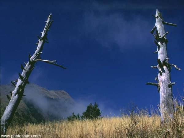 desk-800-double-tree.jpg