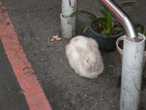 路邊出現的兔子