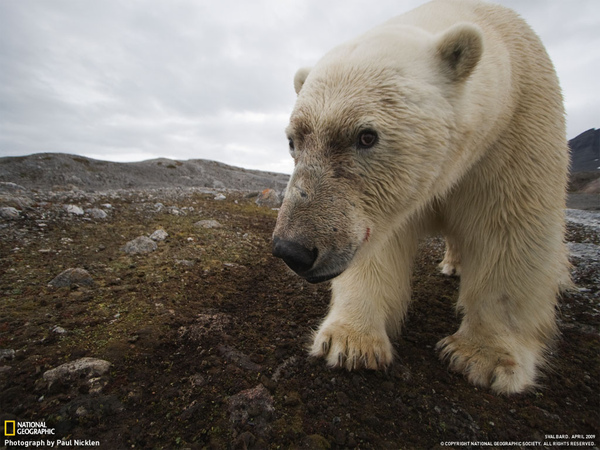 polar bear