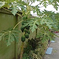 papaya