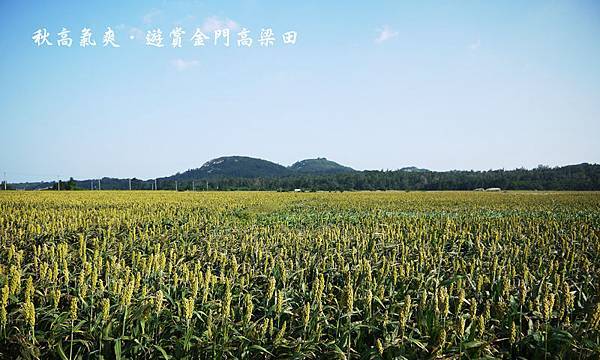 金門高粱田 金門高粱田