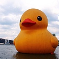 duck_6.JPG