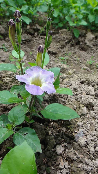 活力花..赤道櫻花