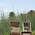 Basil Rattan baskets in grass field-1