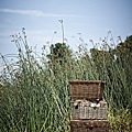 Basil Rattan baskets in grass field-2