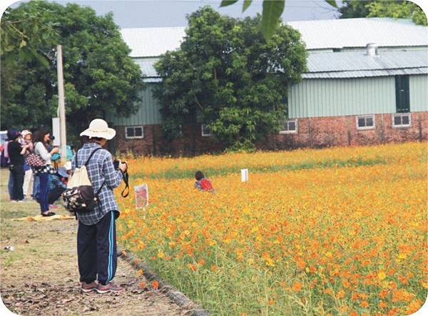 1521-3 中埔花海02.jpg