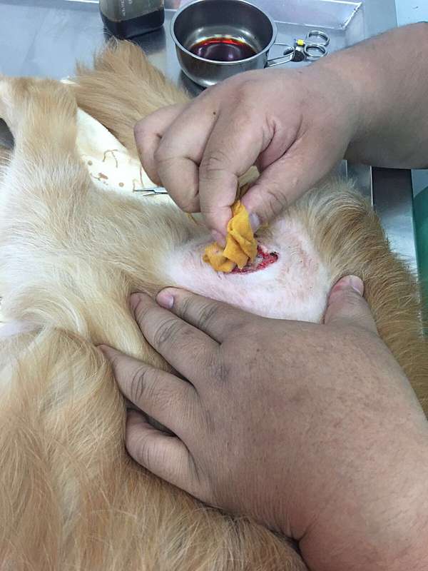 狗狗褥瘡照顧經驗分享 柴柴叔的部落格 痞客邦 狗狗褥瘡照顧經驗分享 柴柴叔的部落格 痞客邦