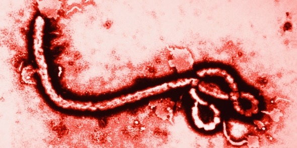 發災難財!ebola.com 叫價15萬美元 http://worldsite.ws/comdomainregistration 發災難財!ebola.com 叫價15萬美元 http://worldsite.ws/comdomainregistration