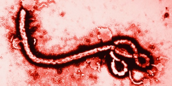 發災難財！ebola.com 叫價15萬美元 http://worldsite.ws/comdomainregistration