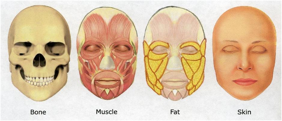 Bone, Muscle, Fat, Skin