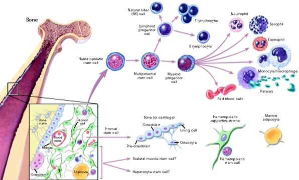 figure2_sm