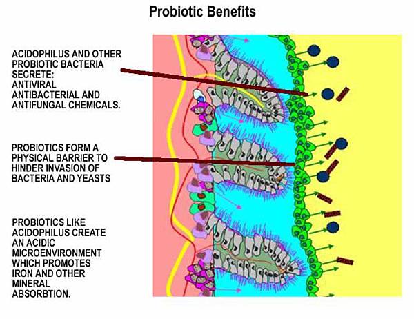 probiotic benefits