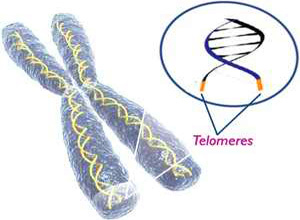 Telomere-Ageing-Cancer-Islamic-Perspective