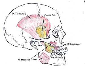 300px-Location_of_Buccal_Fat_Pad