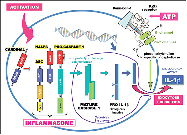 inflammasome