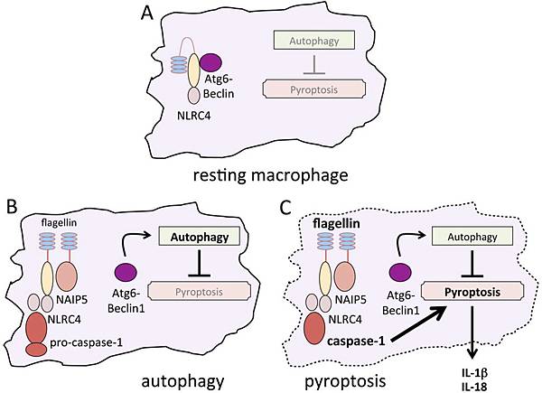 Пироптоз и апоптоз разница. Инфламмасома пироптоз. Инфламмасома пироптоз. Пироптоз. Пироптоз механизм.
