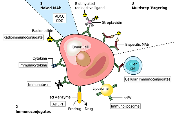 How_do_Monoclonal_antibodies_work