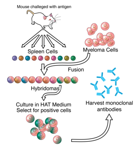 450px-Monoclonal_Production