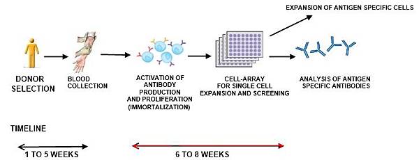 human monoclonal antibody production