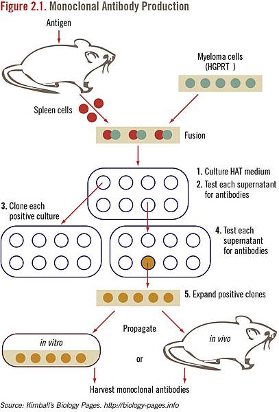 Monoclonal Antibodies Figure 2.1