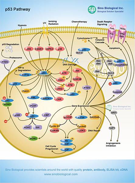 p53-Pathway