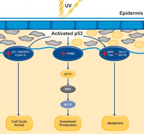 Figure 1 Rutao p53