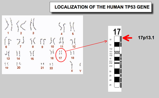 p53_gene2