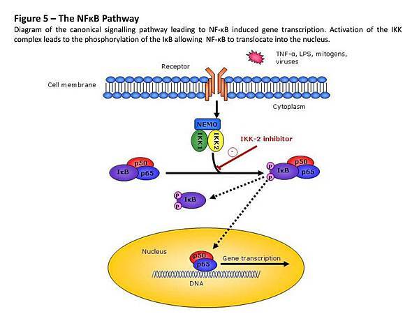 figure5nfkbpathway