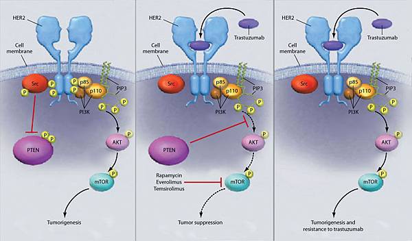 brc010232fig1