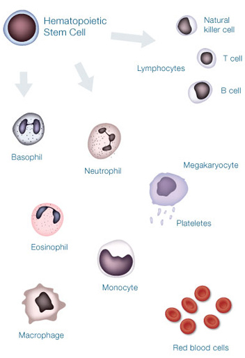 BloodStemCells