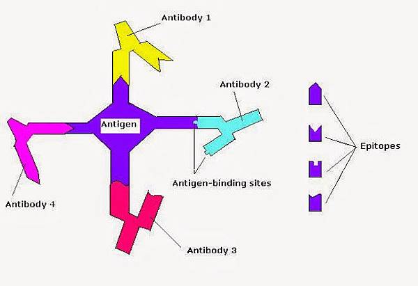 Chem114A_epitopes