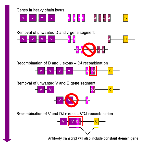 VDJ_recombination