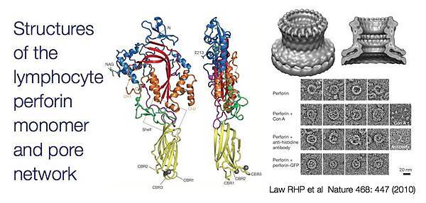 perforin_structure perforin_structure