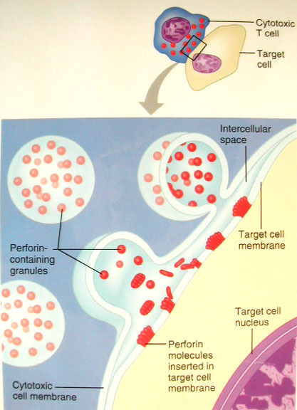 perforin-action perforin-action