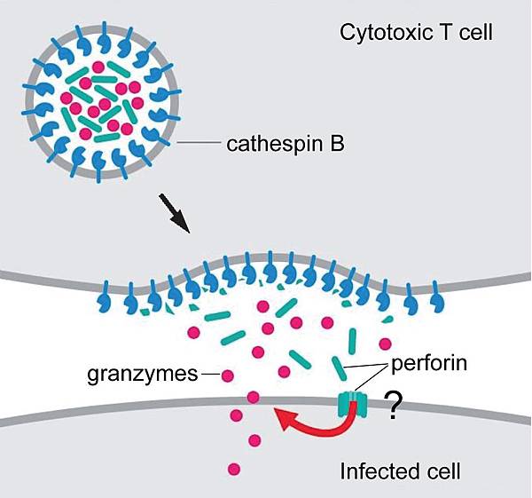 1741-7007-11-10-2-l 1741-7007-11-10-2-l