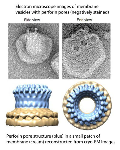 perforinEM perforinEM