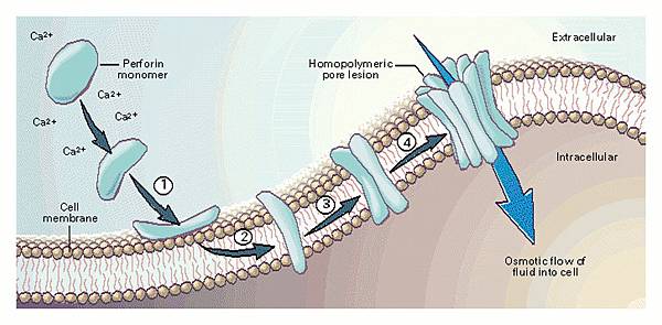 perforin_action perforin_action