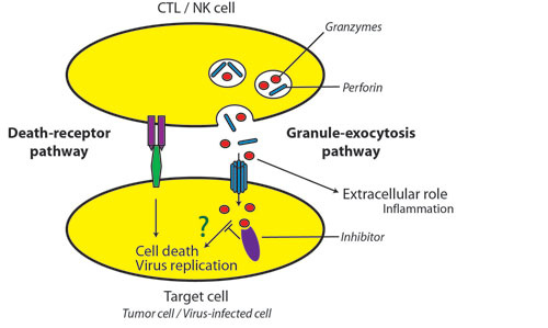 BovenschenFigurewebsite BovenschenFigurewebsite
