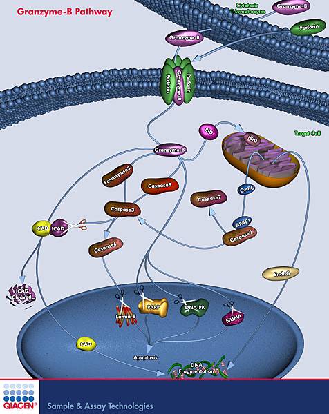 Granzyme-B Pathway Granzyme-B Pathway