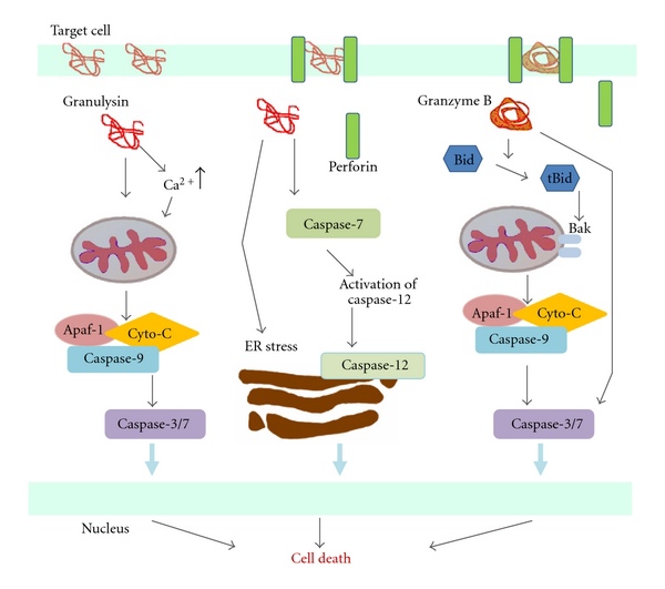 876203.fig.001 876203.fig.001