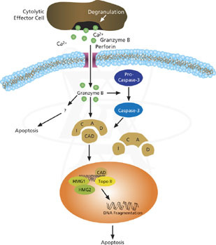 Granzyme_B Granzyme_B