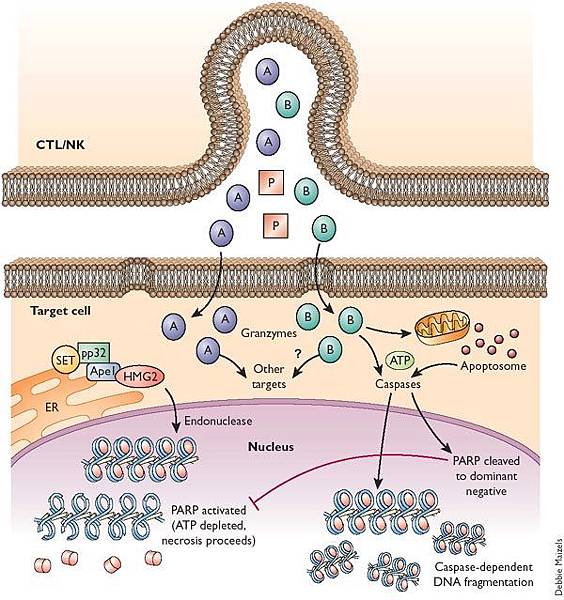 ni0203-106-F1 ni0203-106-F1