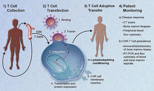CAR-Engineered_T-Cell_Adoptive_Transfer CAR-Engineered_T-Cell_Adoptive_Transfer