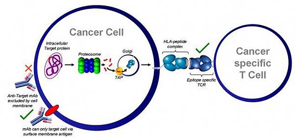 cancer_cell3-e1346685910571 cancer_cell3-e1346685910571