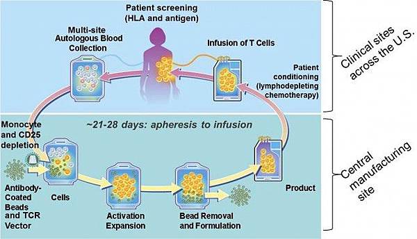 tcell_therapy-e1347441400780 tcell_therapy-e1347441400780
