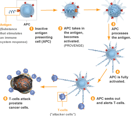 immunotherapy-3 immunotherapy-3