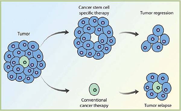 Cancer Stem Cell Therapy(1) Cancer Stem Cell Therapy(1)