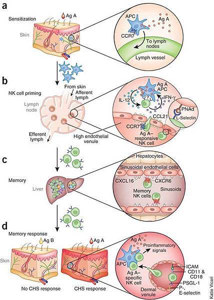 ni.2032-F2 ni.2032-F2