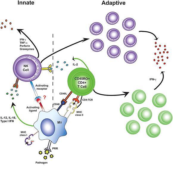 fimmu-02-00088-g003 fimmu-02-00088-g003