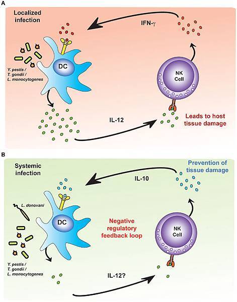 fimmu-02-00088-g004 fimmu-02-00088-g004
